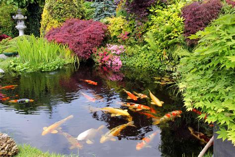 koi fish ideas|25 Inspiring Koi Pond Ideas for Your Ba.